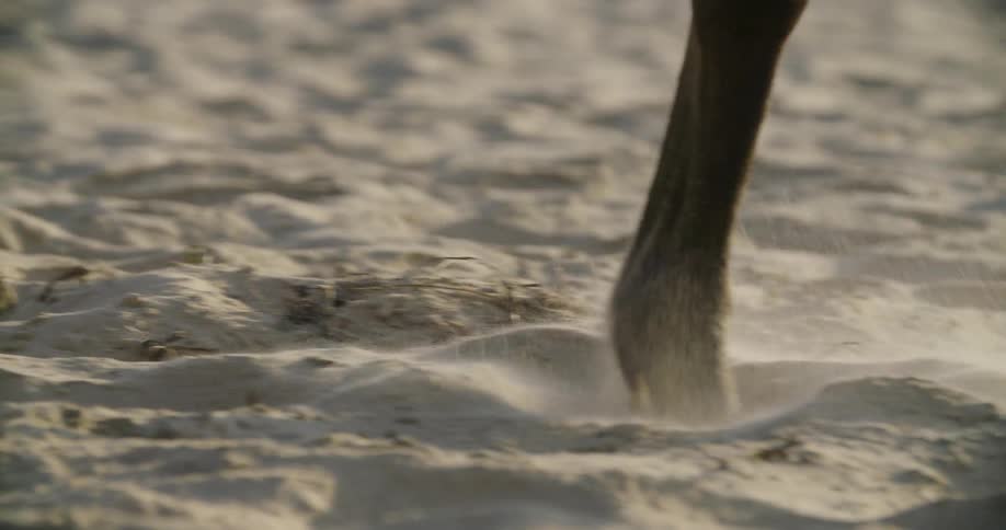Animal kicks up dust as it walks through sand