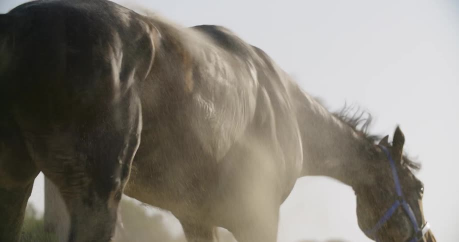 A horse shakes off the sweat