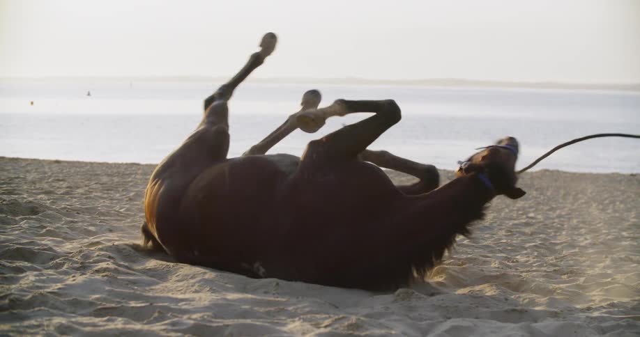 Horse rolling in the sands of beach near ocean at sunrise