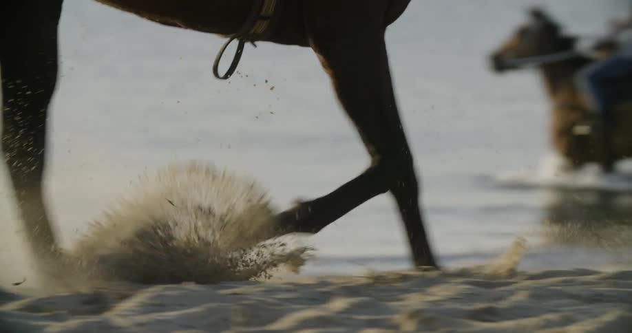 The bottom half a horse trotting through the sand on the beach