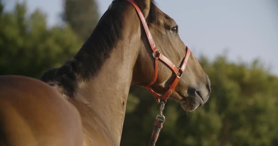 A horse wearing a bridle on a sunny day