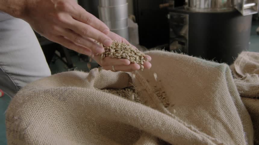 Raw coffee beans being selected from burlap sack