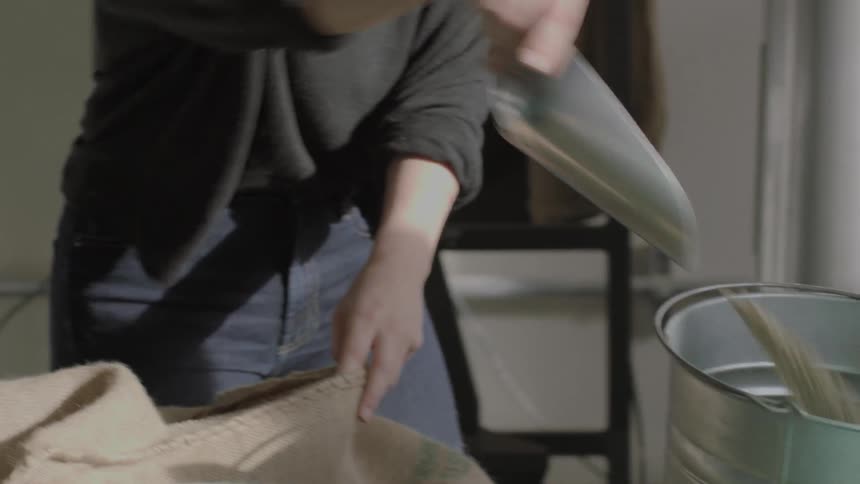 A woman scoops raw green dried coffee beans from sack into bucket with hand scoop