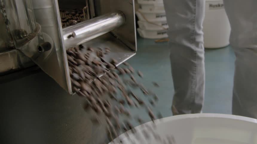 Coffee beans being poured in a container from a roaster and drying machine