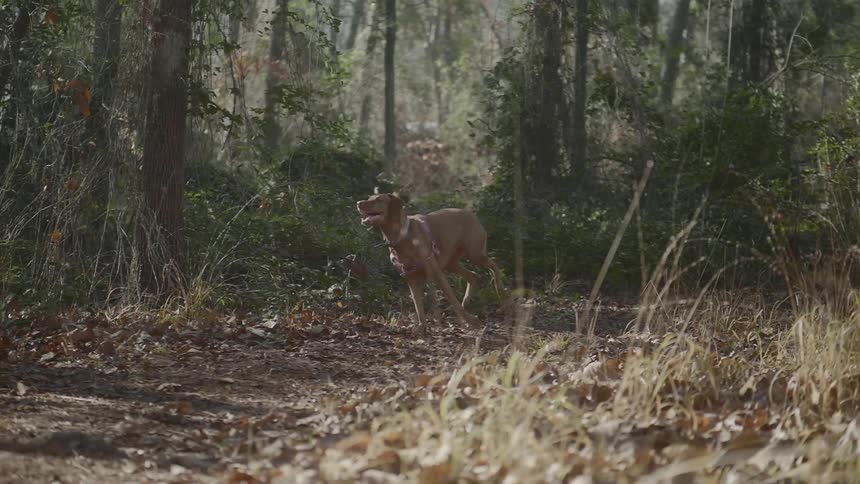 Dog runs on the forest path in the woods in the daytime