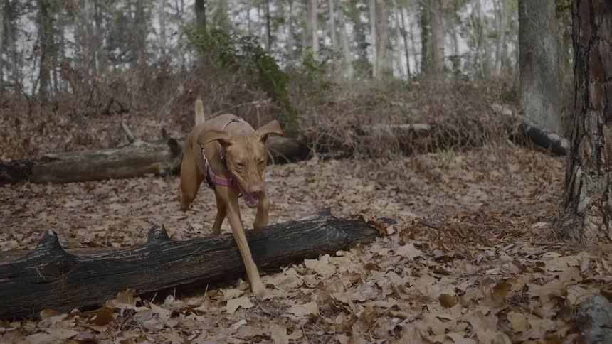 A brown dog wearing a harness jumps over a fallen log onto a ground covered in leaves in a forest