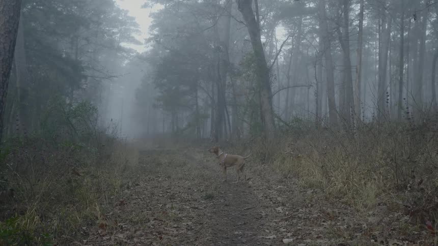 A stray dog runs through a dark forest