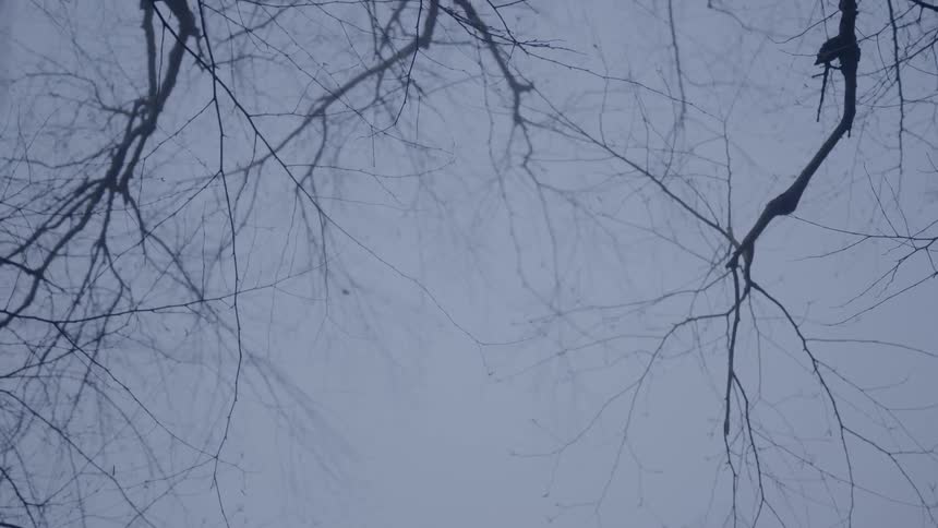 Bare branches point up into a dark sky