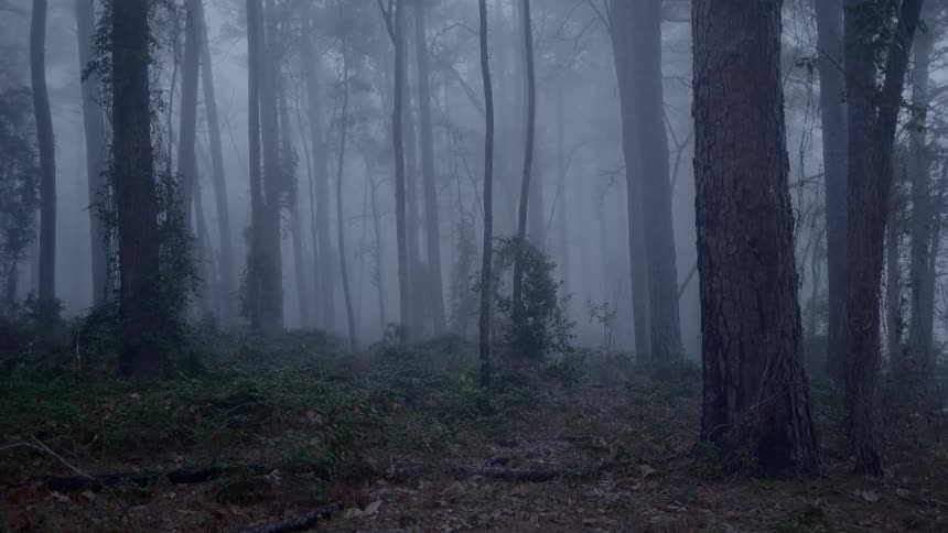 An eerie footage of a foggy forest