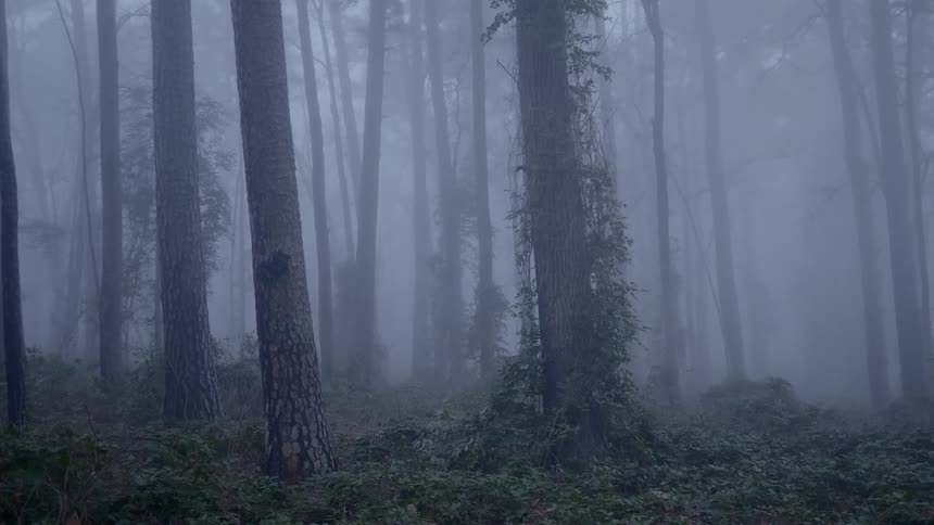 An eerie footage of a misty forest