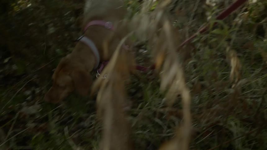 A dog searches around on the grass filled hill