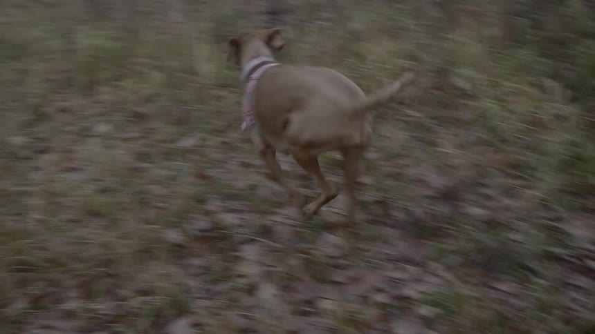 A dog wearing a harness and collar and runs through the leaves and trees on a foggy day