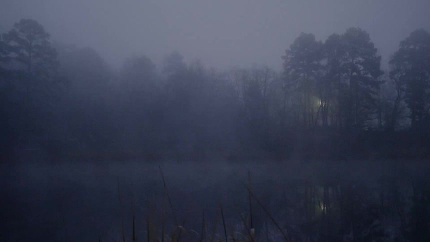 A grove of trees and grassy field are enveloped in a thick and eerie fog
