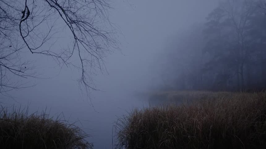 A dense fog covers a pond next to a forest