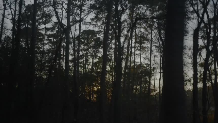 A scenery of a forest at the sunset