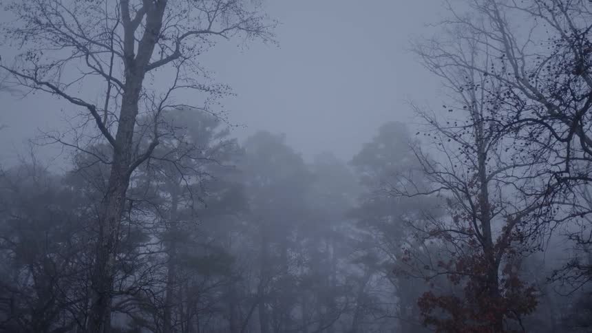 Trees with no leaves surrounded by fog in the forest