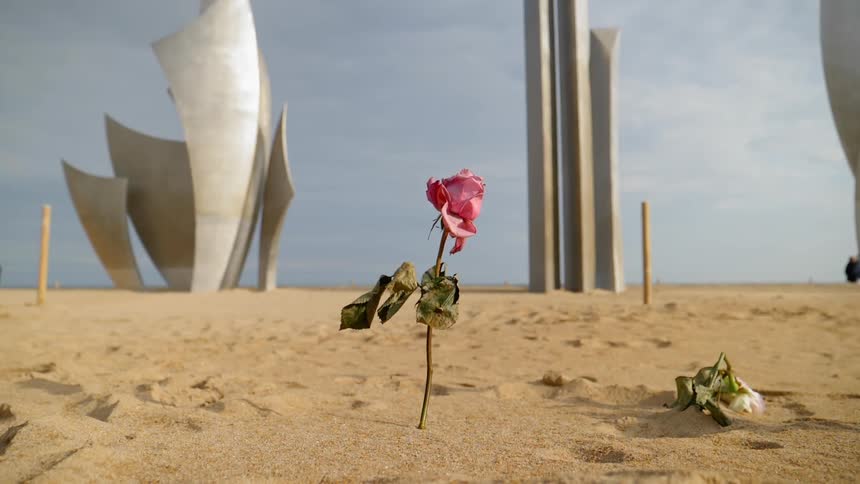 A single pink rose sits in the sand on a beach