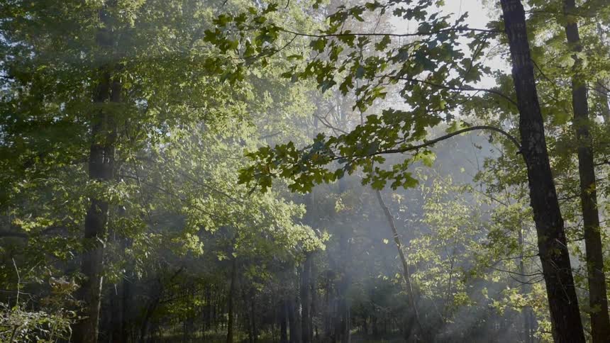A footage of a beautiful forest under the sun flare