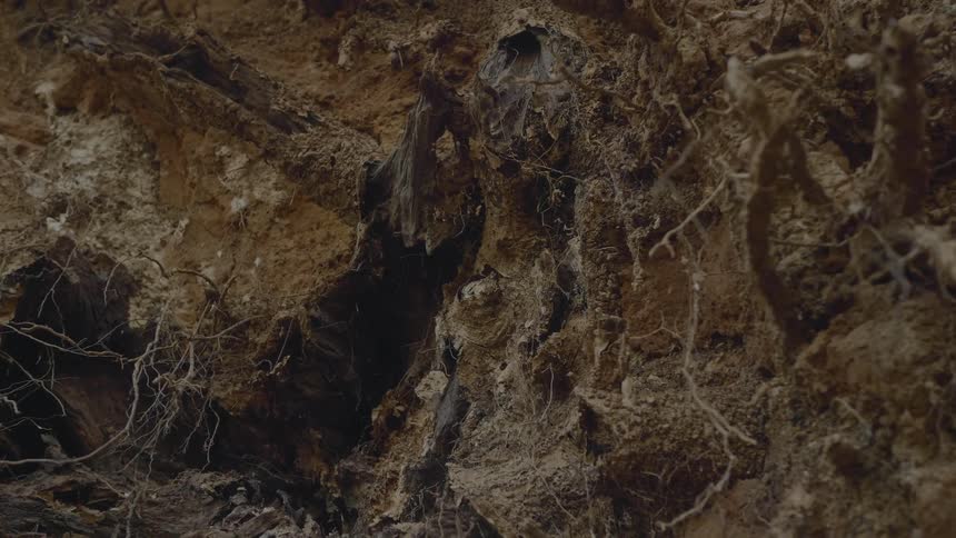 Plant roots revealed by churned up torn ground