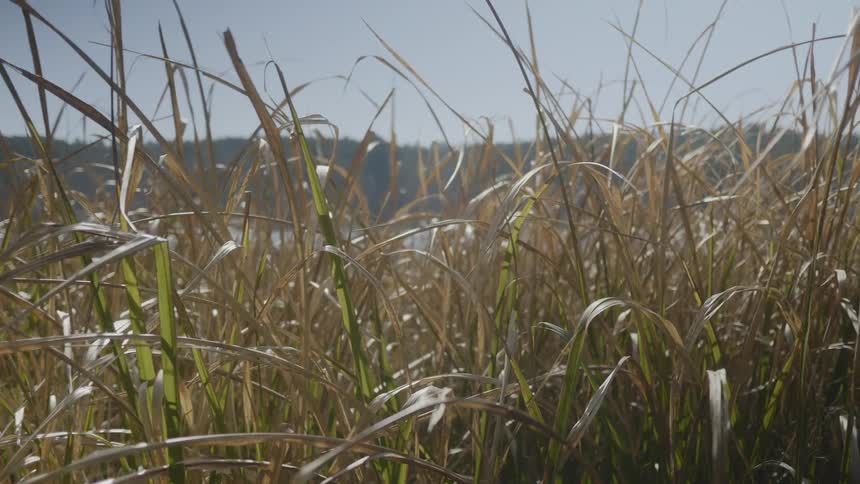 Long blades of grass in the wind