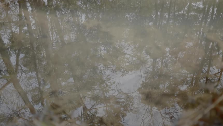 A reflection of trees is shown in the water