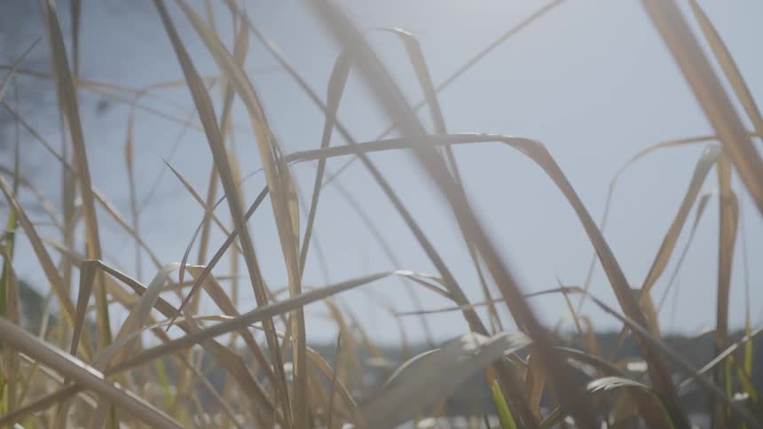 Close up of dry grass under a sunny sky