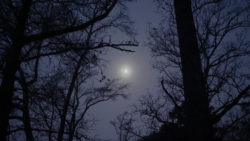 A footage of a full moon from a fir forest