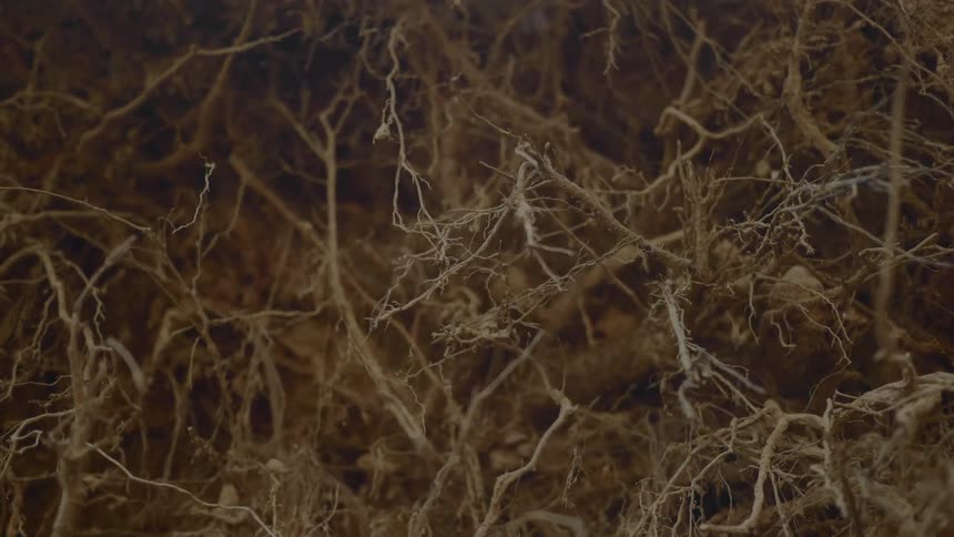 Dried out tree branches