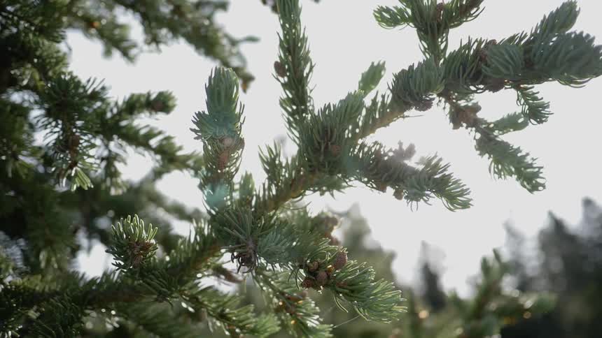 Close up of a pine tree branch against the sunlight in nature