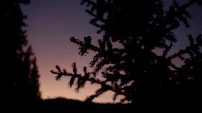 The silhouette of tree branches covered in pine needles against the sky at dusk