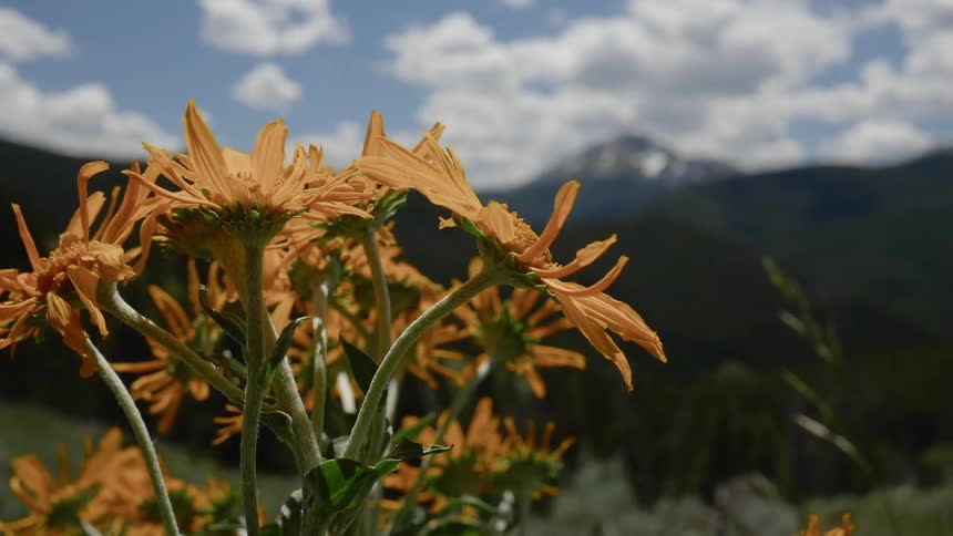 A close up view of a yellow petals on the mountain hills