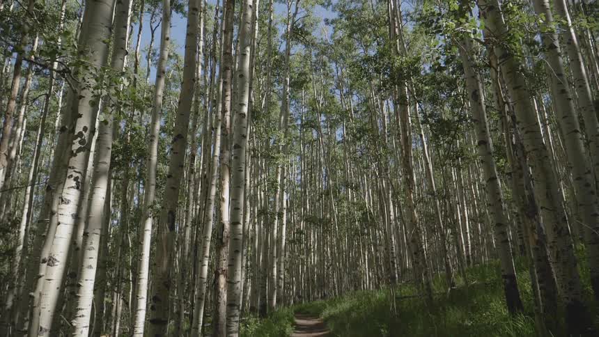 Trees are surrounding a pathway outdoors