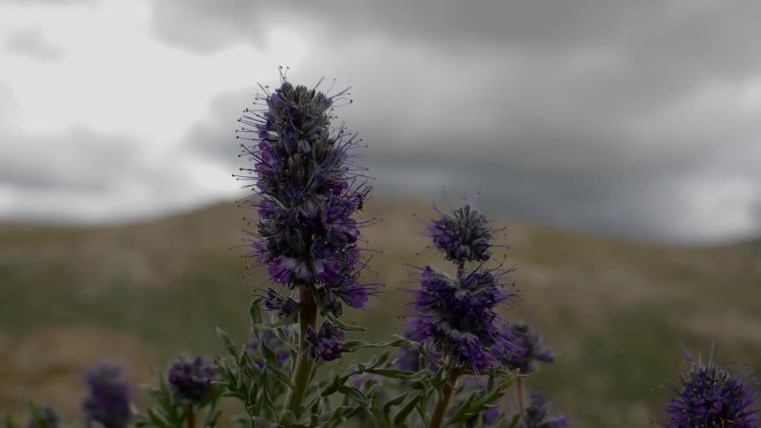 A footage of a lavender