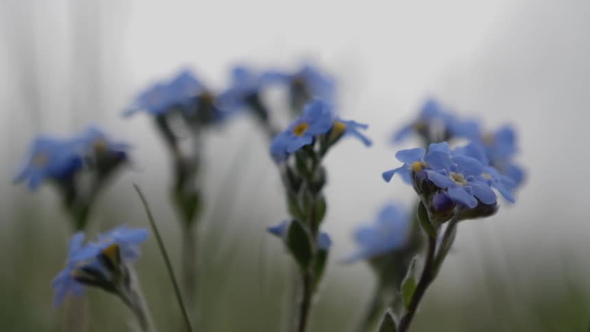A close up view of blue flower petals