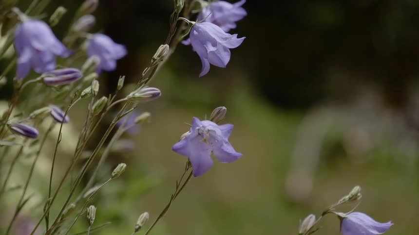 Flowers in the daytime