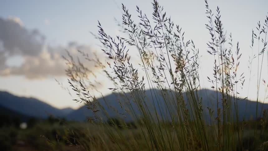 Tall grass sways and blows in the breeze with hills on the horizon