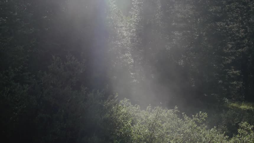 Sun shines through trees highlighting fog