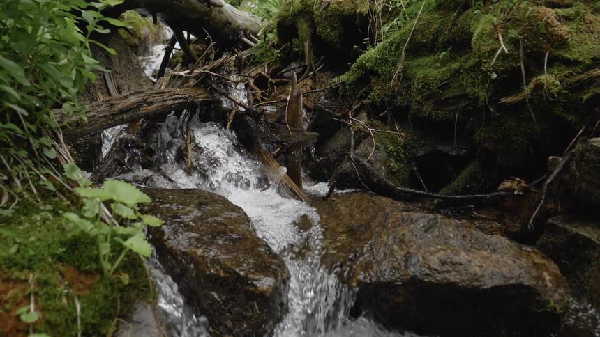 A stream flowing over rocks and fallen wood in a forest