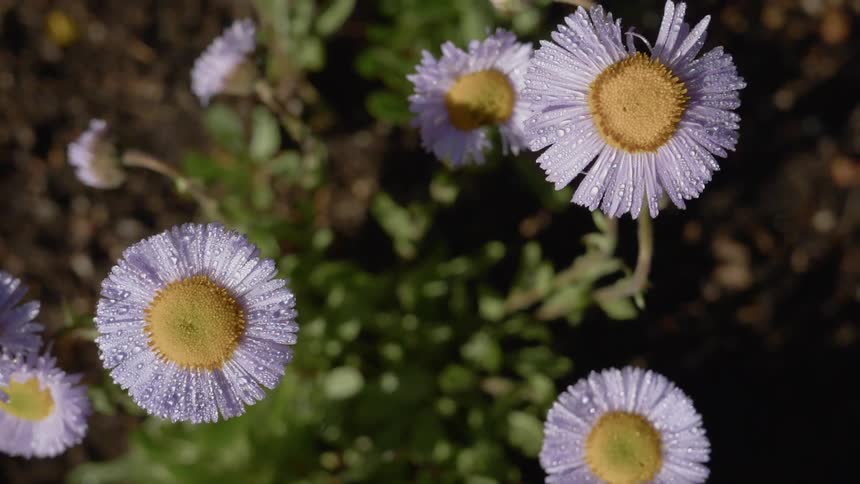 Daisies freshly covered in water