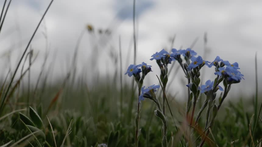 Blue wildflowers sway in the breeze