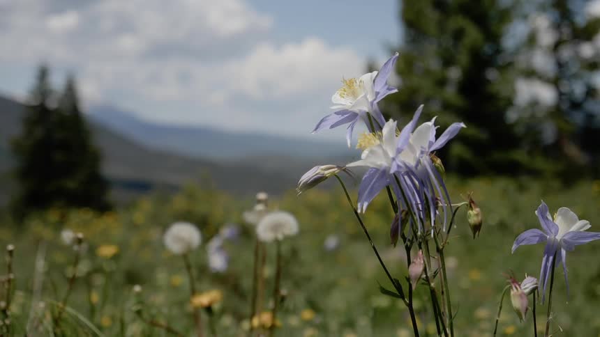 Flowers wave in breeze in field with mountains in background