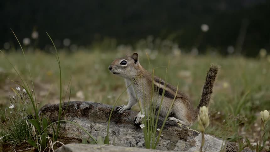 A chipmunk standing on a rock in a field