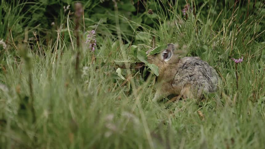 A footage of a rabbit eating grass
