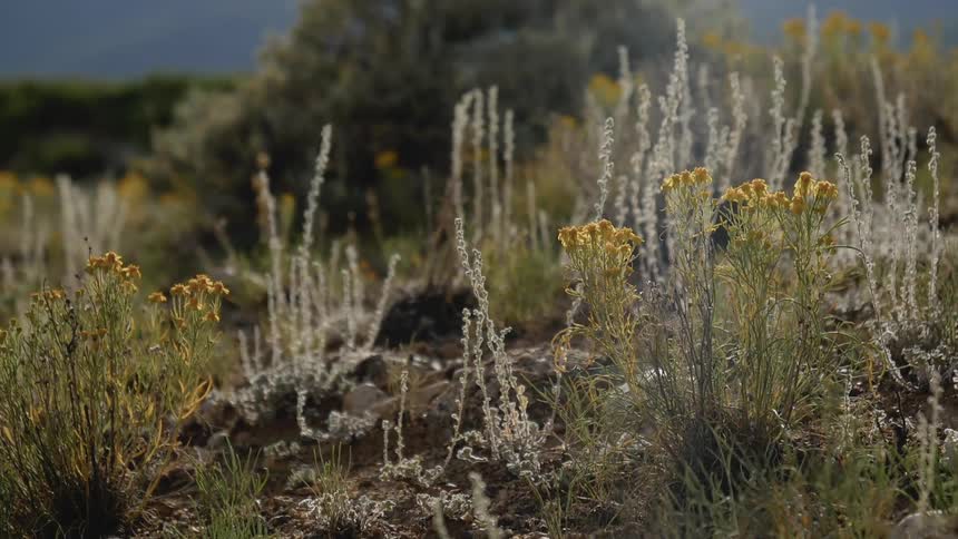 Heather and other flora grows on a plateau