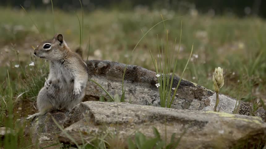 A squirrel stands on a rock and then turns to run away