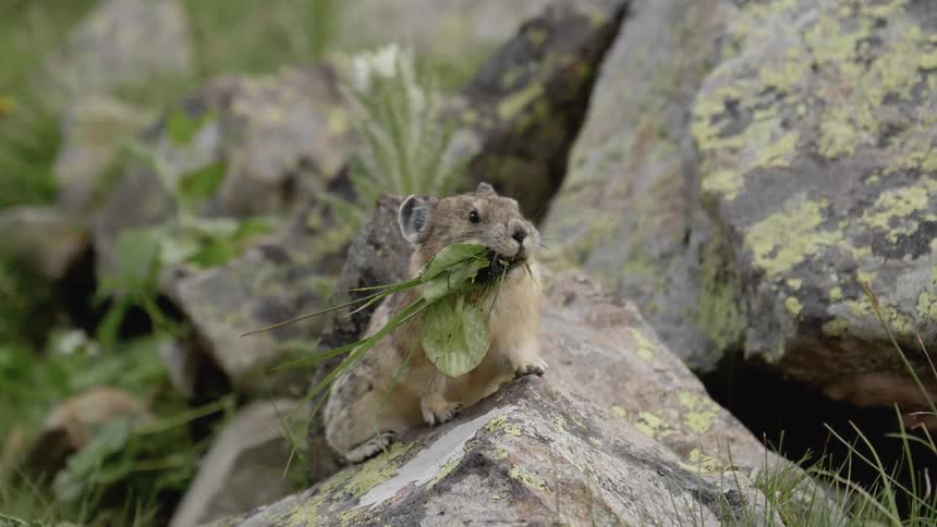 A pika is carrying some leaves on the rock