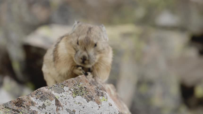 A close up view of a mountain pika on the rock