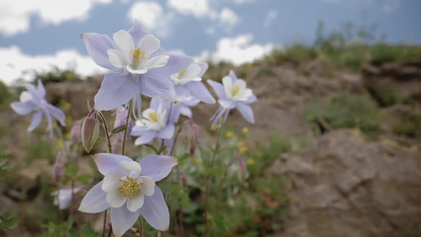 Wildflowers blooming on a rocky hillside
