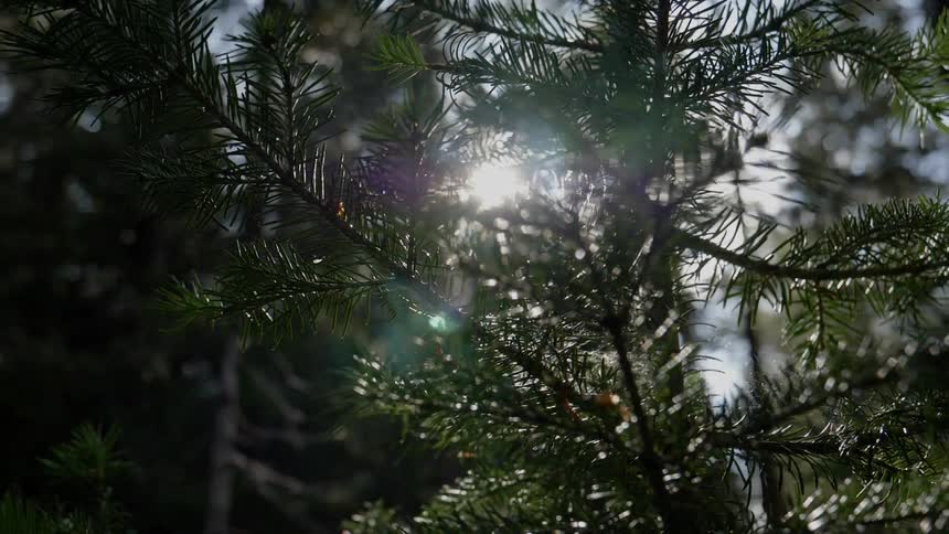 Sun shines through the trees in the forest