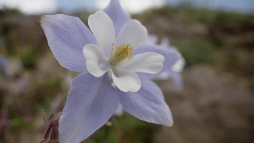 Flower petals tremble in a wind